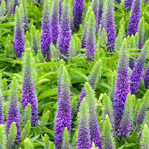 Veronica spicata Glory (PBR)