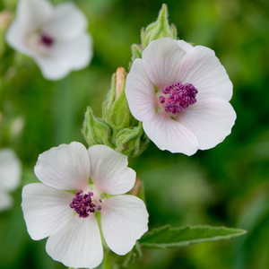 Althaea officinalis