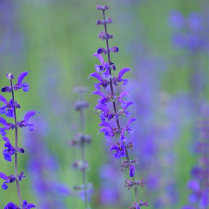 Salvia pratensis 