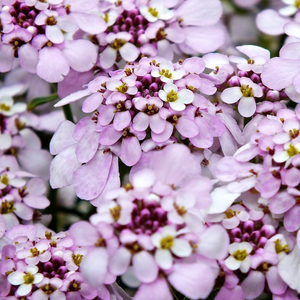 Iberis Pink Ice