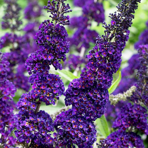 Buddleja davidii Black Knight