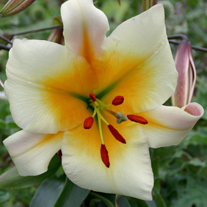 Lilium Miss Peculiar
