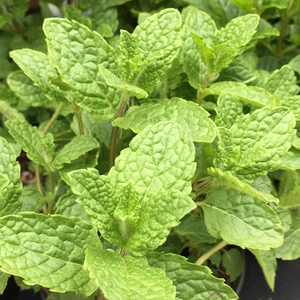 Mentha spicata var. crispa Moroccan