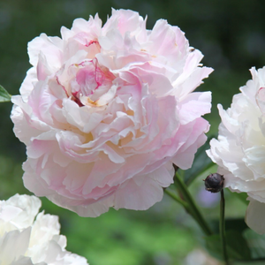Paeonia lactiflora Shirley Temple