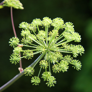 Angelica archangelica
