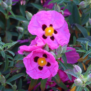 Cistus × purpureus 