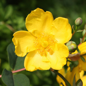 Hypericum × hidcoteense Hidcote