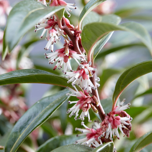 Sarcococca hookeriana Winter Gem ('Pmoore03') (PBR)
