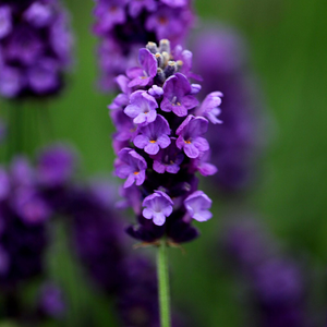 Lavandula angustifolia Imperial Gem