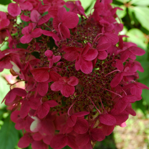 Hydrangea paniculata Wim's Red (PBR)