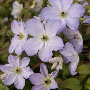 Clematis Sea Breeze ('Zo09063') (PBR)