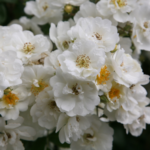 Rosa Rambling Rector