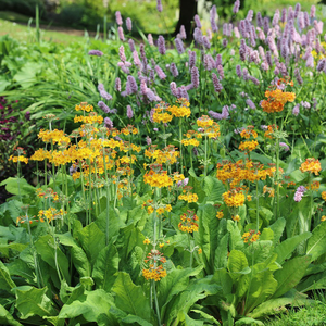 Primula bulleyana 