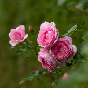 Rosa Mum in a Million ('Poulren013') (PBR)