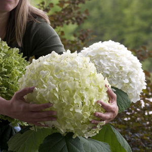 Hydrangea arborescens Incrediball ('Abetwo') (PBR)
