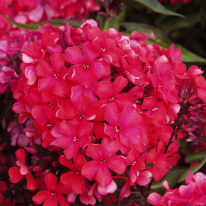 Phlox paniculata Starfire