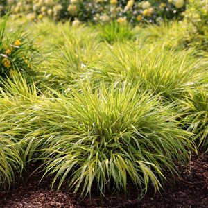 Hakonechloa macra Aureola