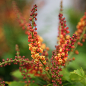Mahonia nitens Cabaret (PBR)