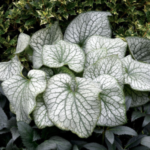 Brunnera macrophylla Alexanders Great (PBR)