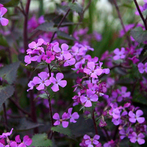 Lunaria annua Chedglow