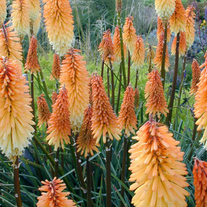 Kniphofia Tawny King