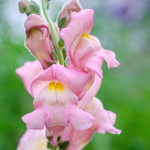 Antirrhinum majus Appleblossom