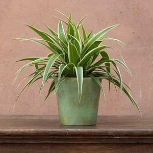 Chlorophytum comosum Ocean (PBR)