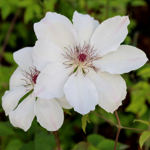 Clematis Wedding Day