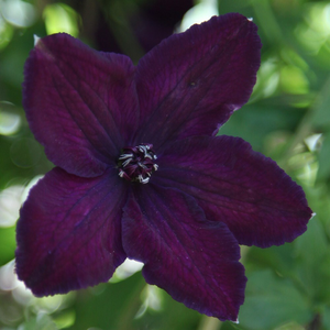Clematis Dark Eyes