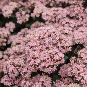 Hylotelephium Matrona