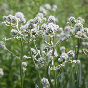 Eryngium yuccifolium 