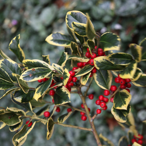 Ilex × altaclerensis Golden King