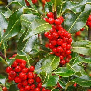 Ilex aquifolium J.C. van Tol