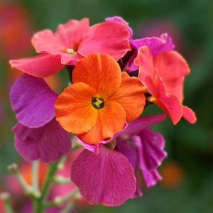 Erysimum Winter Orchid ('Innerywinorch') (PBR)