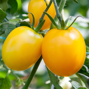 tomato Golden Sunrise