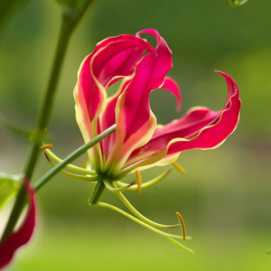 Gloriosa superba Rothschildiana