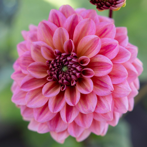 Dahlia Salmon Runner