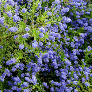 Ceanothus Concha