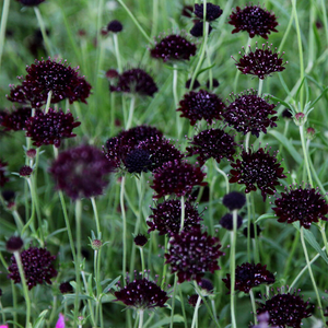 Scabiosa atropurpurea Black Knight