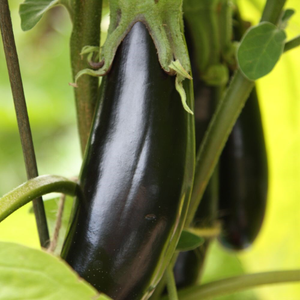 aubergine Moneymaker F1