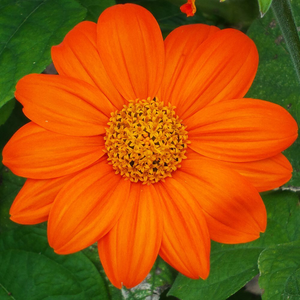 Tithonia rotundifolia Torch