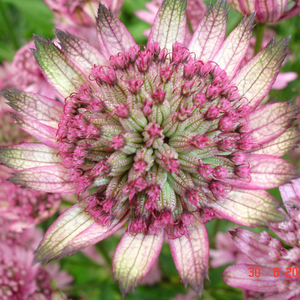 Astrantia major Penny's Pink