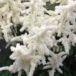 Astilbe Brautschleier (x arendsii)