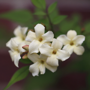 Jasminum officinale Devon Cream (PBR)