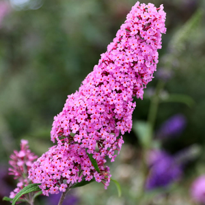 Buddleja Pink Delight