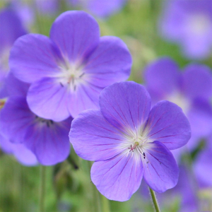 Geranium Brookside