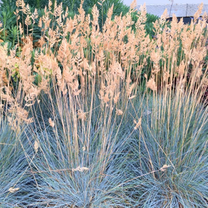 Festuca glauca Elijah Blue