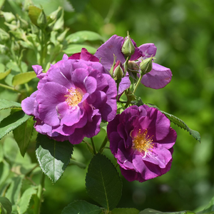 Rosa Rhapsody in Blue ('Frantasia') (PBR)