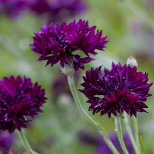 Centaurea cyanus Black Ball