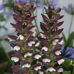 Acanthus mollis 